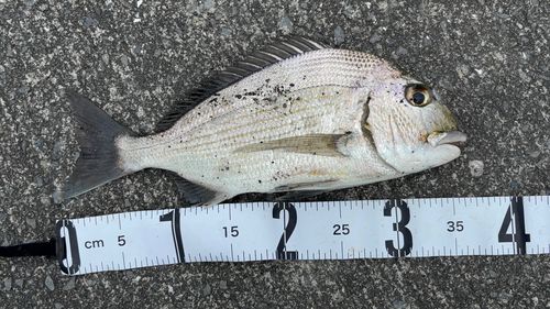 ヘダイの釣果