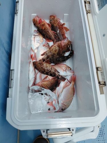 ハナダイの釣果