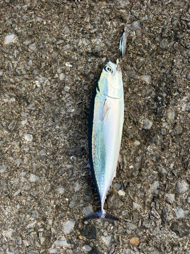 メジカの釣果