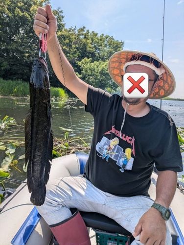 ライギョの釣果