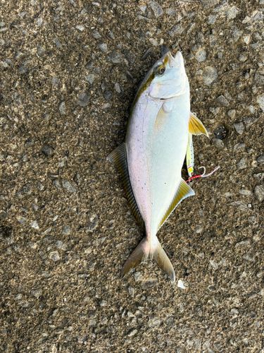 ネイリの釣果