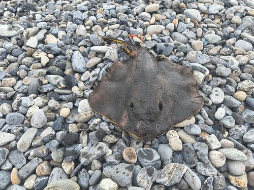 アカエイの釣果