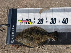 ソゲの釣果
