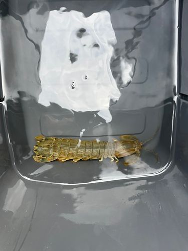 シャコの釣果
