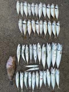 アジの釣果