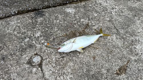 ワカシの釣果