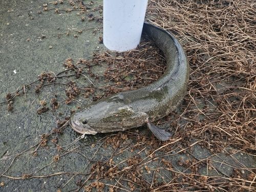 ライギョの釣果
