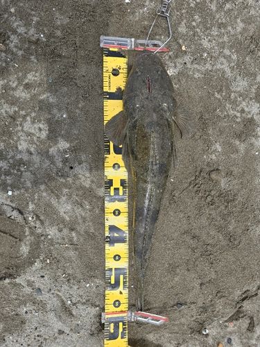 マゴチの釣果