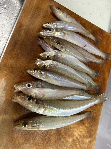 キスの釣果