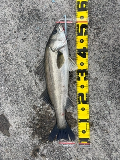 フッコ（マルスズキ）の釣果