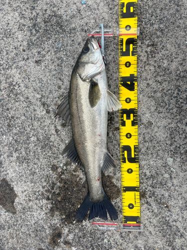 フッコ（マルスズキ）の釣果