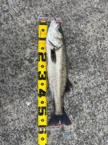 フッコ（マルスズキ）の釣果