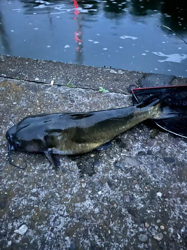 アメリカナマズの釣果