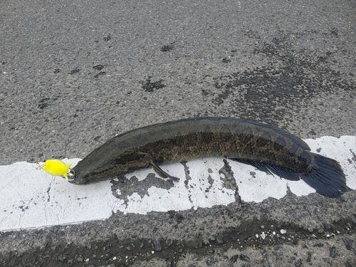 ライギョの釣果