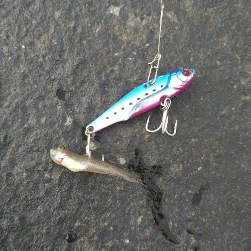 ハゼの釣果