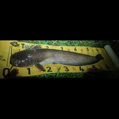 ナマズの釣果
