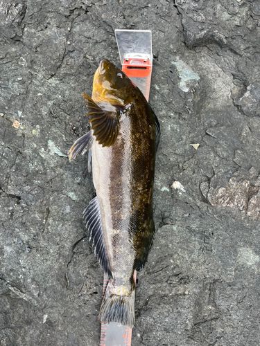 アイナメの釣果