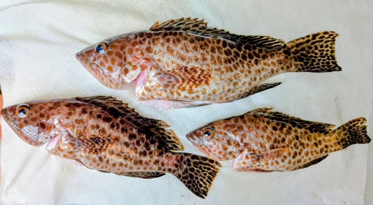 オオモンハタの釣果写真