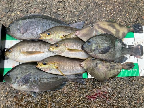 イサキの釣果