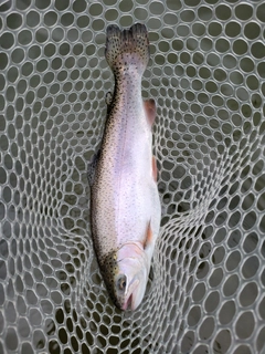 ニジマスの釣果