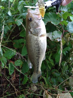 ラージマウスバスの釣果