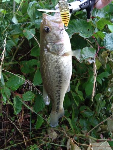 ラージマウスバスの釣果