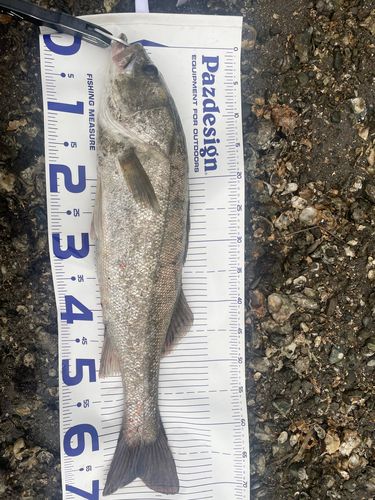 スズキの釣果