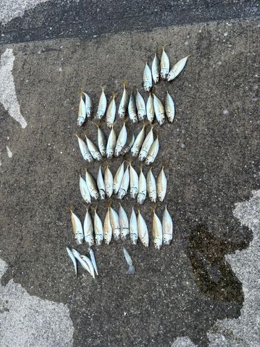 アジの釣果