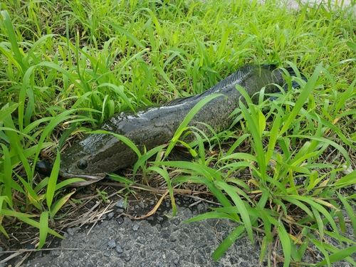 ライギョの釣果