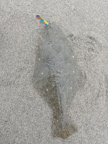 ソゲの釣果