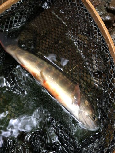 イワナの釣果