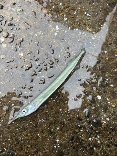 サヨリの釣果