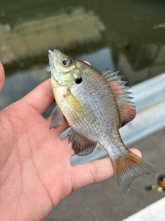 ブルーギルの釣果