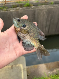 ブルーギルの釣果