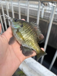 ブルーギルの釣果