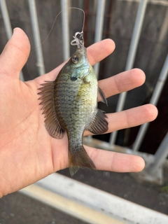 ブルーギルの釣果
