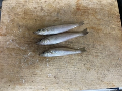 イシモチの釣果