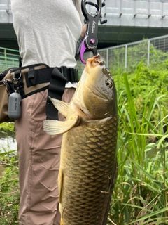 コイの釣果
