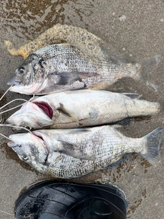 チヌの釣果