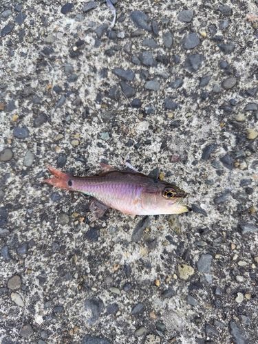 ネンブツダイの釣果