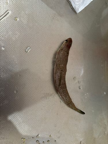 エソの釣果