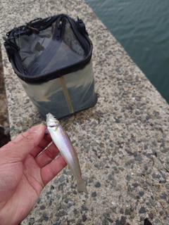 キスの釣果