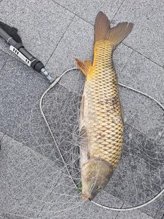 コイの釣果