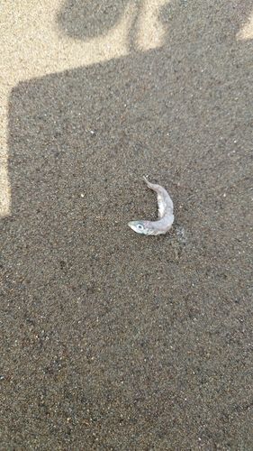 ソゲの釣果