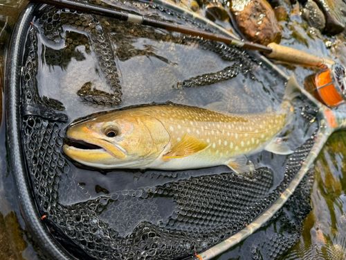アメマスの釣果