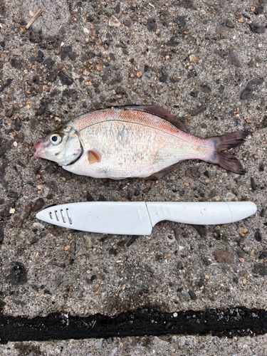 ウミタナゴの釣果