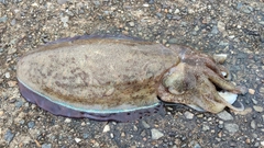 モンゴウイカの釣果