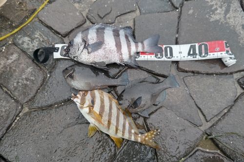 サンバソウの釣果