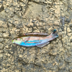ニシキベラの釣果