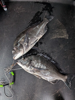 チヌの釣果